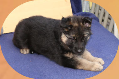 Hündin, Bo-Rosa rosa 