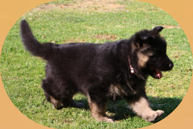 Hündin, Bo-Rosa rosa 