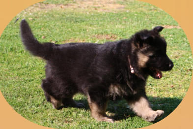 Hündin, Bo-Rosa rosa 