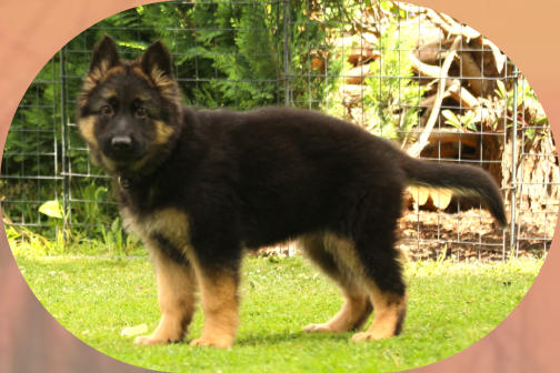 Hündin, Bo-Rosa rosa 