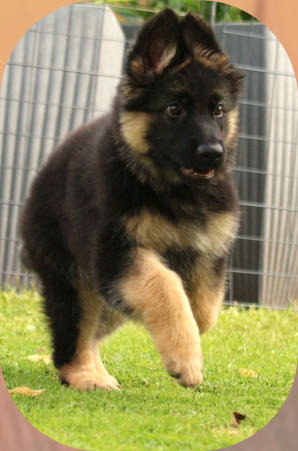 Hündin, Bo-Rosa rosa 