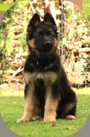 Hündin, Bo-Rosa rosa 