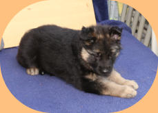 Hündin, Bo-Rosa rosa 