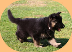 Hündin, Bo-Rosa rosa 