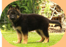 Hündin, Bo-Rosa rosa 