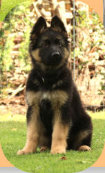 Hündin, Bo-Rosa rosa 