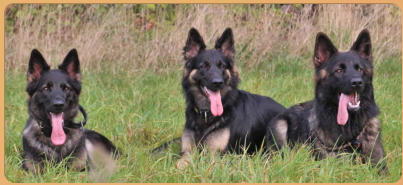 Harika, Aislyn, Anjo